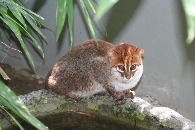 扁头豹猫1.jpg