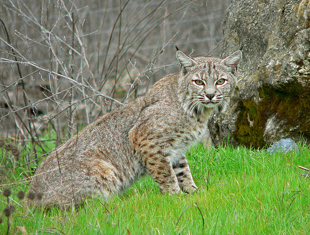 短尾猫1.jpg