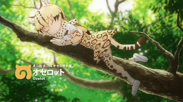 虎猫.jpg