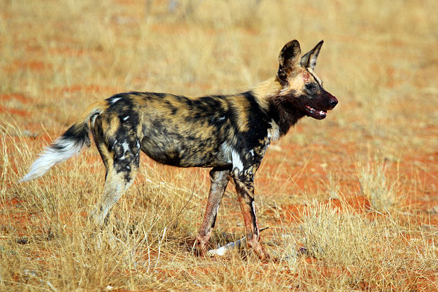 非洲野犬1.jpg